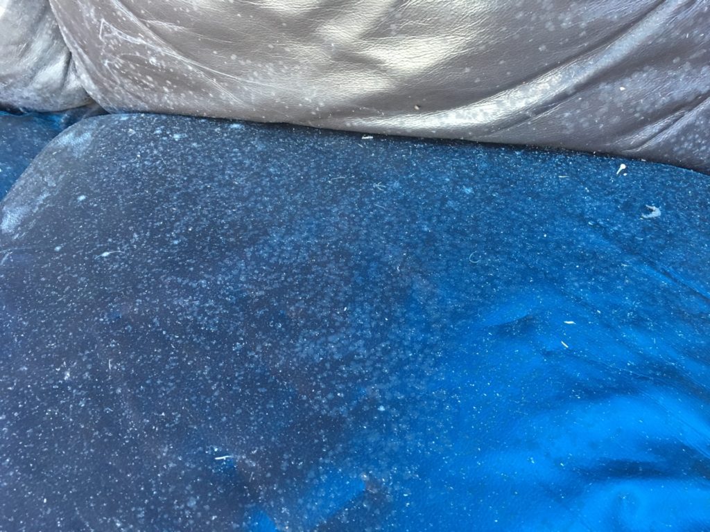 mould removal from leather couch seat